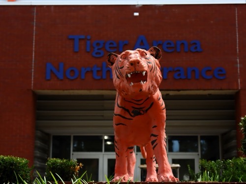 The Savannah State tiger statue looking at you face to face.